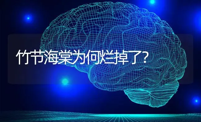 在网上买蝴蝶兰最好是买几年的苗？ | 绿植常识