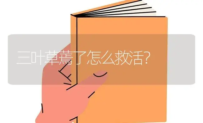 三叶草蔫了怎么救活？ | 绿植常识