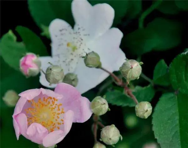 野蔷薇图片和开花时间 野蔷薇花花语寓意