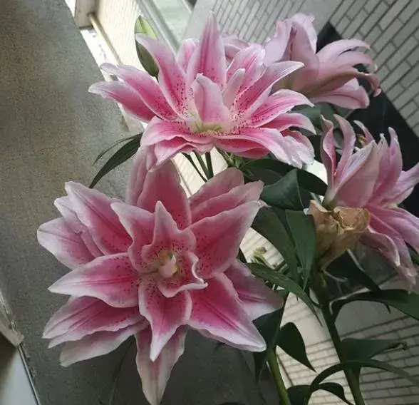 百合花期短是什么原因？