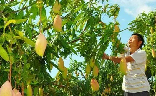 芒果种子处理及育苗管理技巧