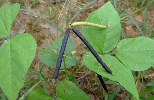 绿豆夏天直播技术