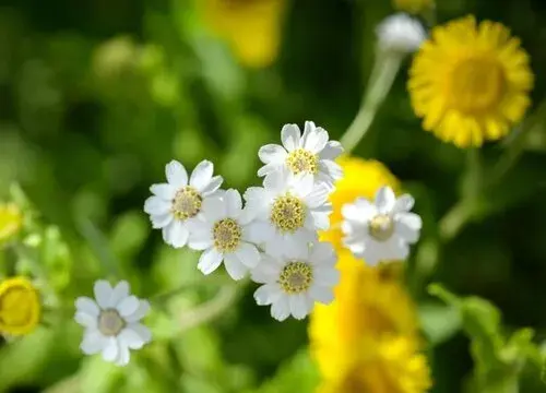 表示暧昧的花 花语是暧昧的花