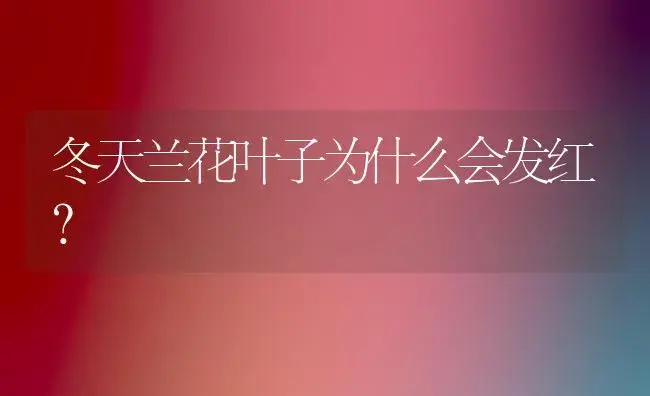 冬天兰花叶子为什么会发红？ | 多肉养殖