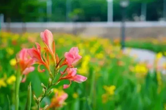 美人蕉花语，美人蕉什么时候开花