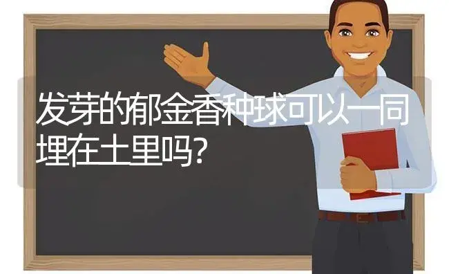 发芽的郁金香种球可以一同埋在土里吗？ | 绿植常识