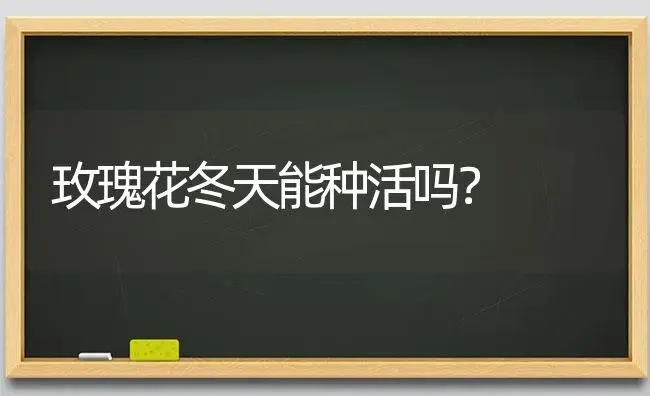 玫瑰花冬天能种活吗？ | 绿植常识