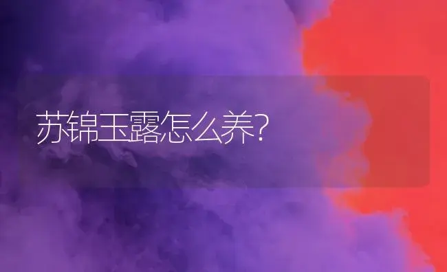 苏锦玉露怎么养？ | 多肉养殖
