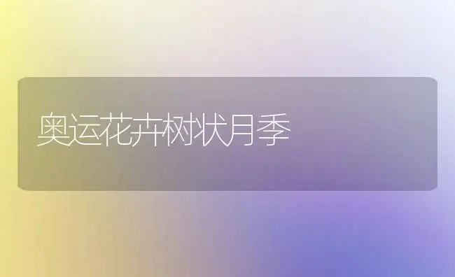 奥运花卉树状月季 | 家庭养花