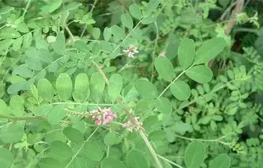 马棘种子选种育苗技巧