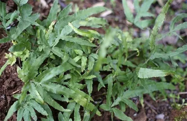 凤尾草种植技术