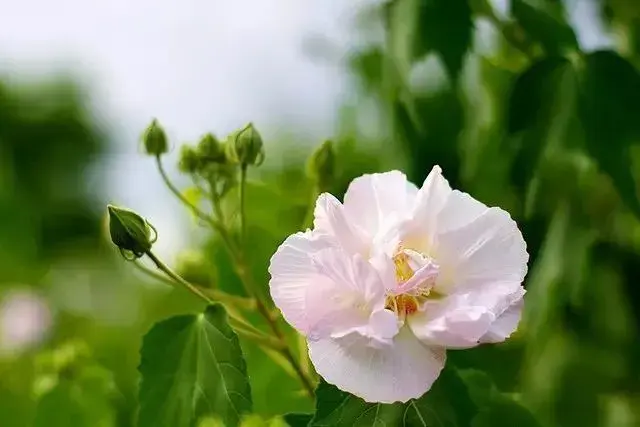 木芙蓉花语，动人的传说