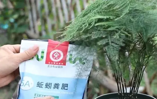 盆景养护管理 | 文竹盆土板结不翻盆怎么改良土壤