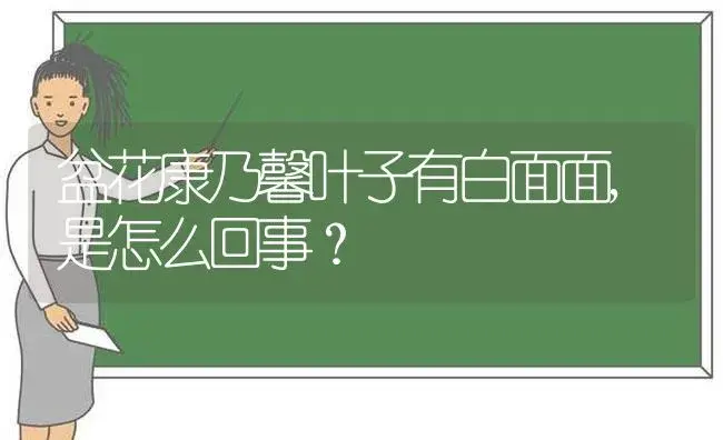 盆花康乃馨叶子有白面面,是怎么回事？ | 绿植常识