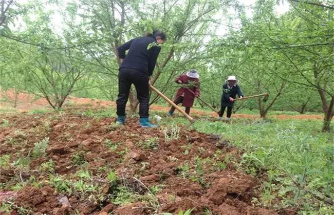 脆红李种植管理技术