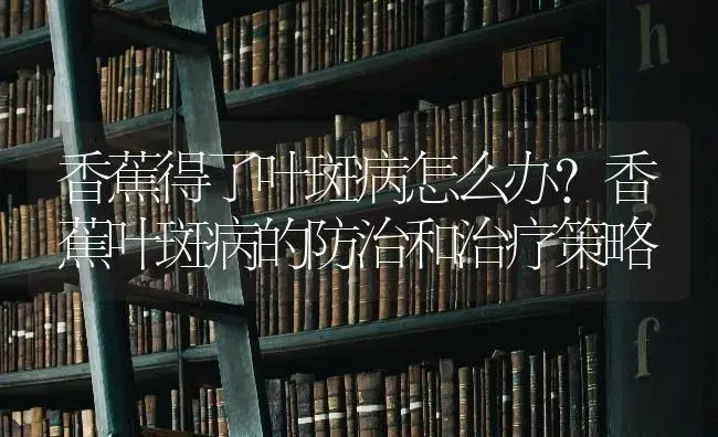 香蕉得了叶斑病怎么办？香蕉叶斑病的防治和治疗策略 | 果木种植