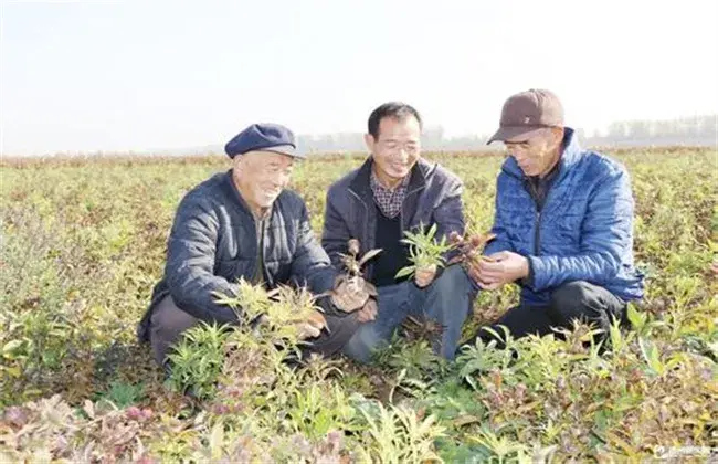 白术的田间管理技术