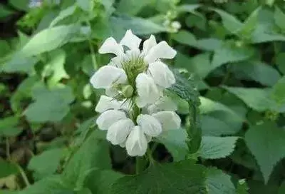 各种花的花语有哪些？