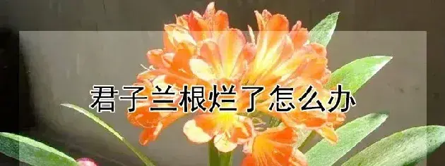 君子兰根烂了怎么办