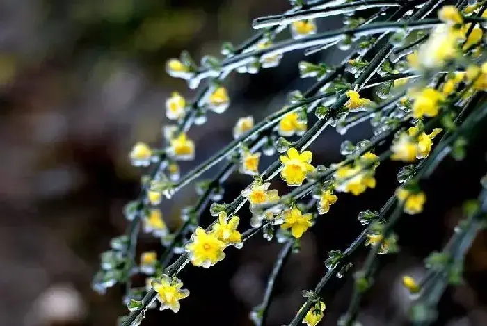 迎春花花语是什么，美丽的传说