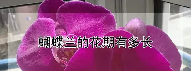 蝴蝶兰的花期有多长