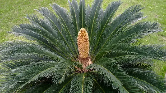 铁树开花多少年一次