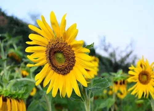 表示暧昧的花 花语是暧昧的花