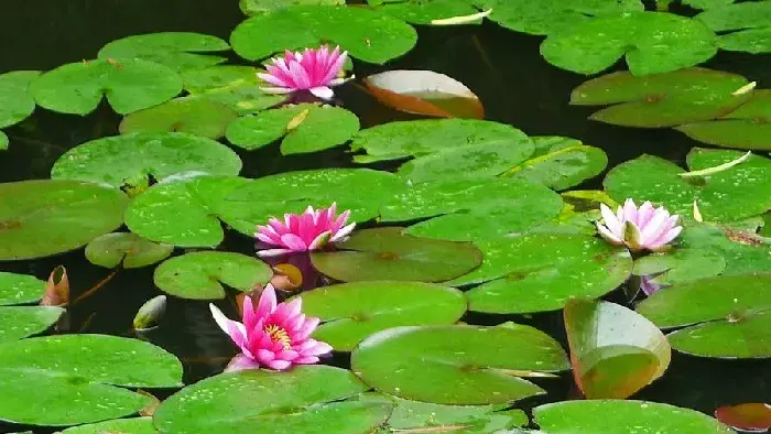 风水上家里能养睡莲吗，睡莲花语