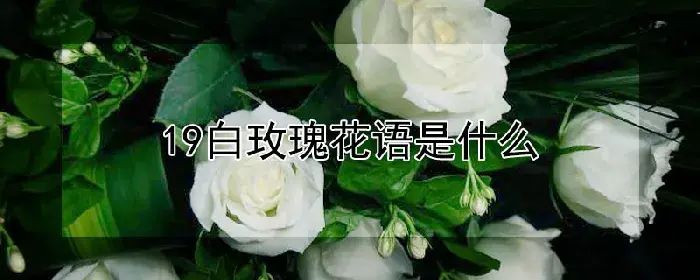 19白玫瑰花语是什么