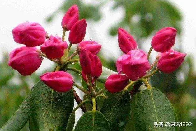 杜鹃花从打花苞到开花要多久？