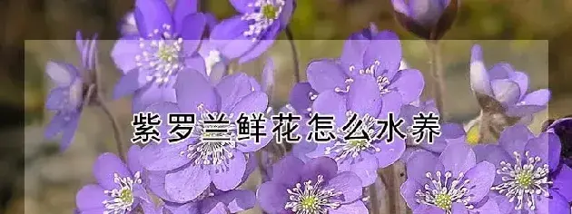 紫罗兰鲜花怎么水养