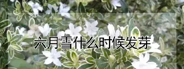 六月雪什么时候发芽