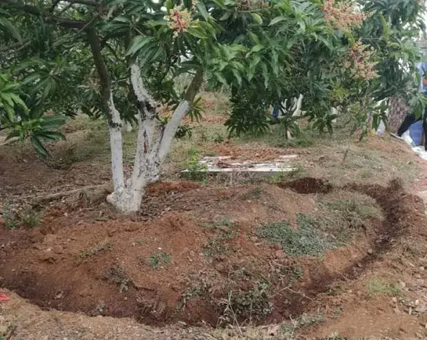 种植芒果为什么要断根