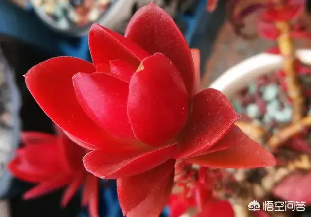 多肉火祭怎么养火祭的养殖方法和注意事项？
