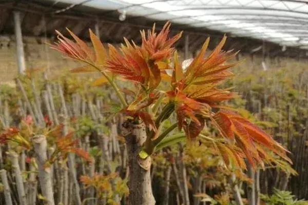 香椿种植前景怎样，价格如何