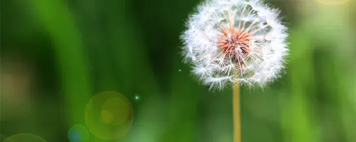 蒲公英的花语和寓意 蒲公英的花语和寓意有哪些