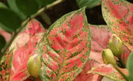 花叶芋的花语是什么？花叶芋花语介绍！