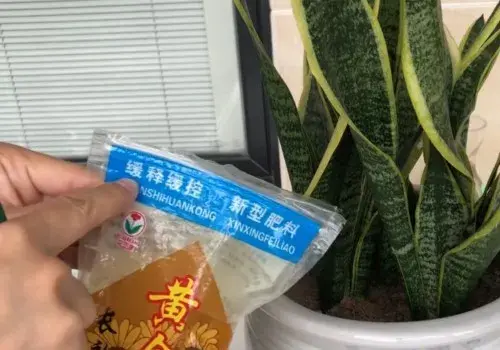 盆景养护管理 | 怎样将虎皮兰养得更壮