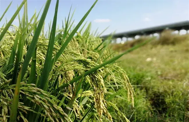 怎样防治和治疗水稻贪青晚熟