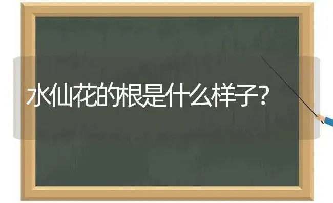 水仙花的根是什么样子？ | 绿植常识