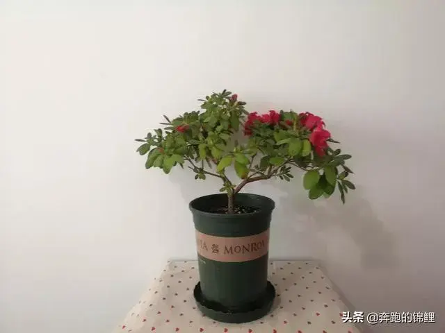 北方养杜鹃花怎么浇水？