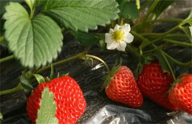 草莓茎秆、花瓣发红怎么办