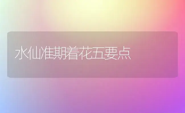 水仙准期着花五要点 | 家庭养花