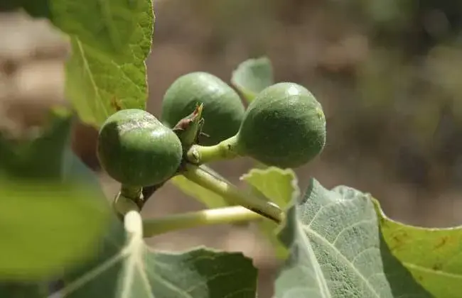 无花果栽培的堤防事项