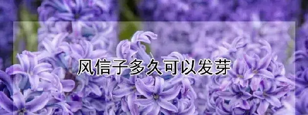 风信子多久可以发芽