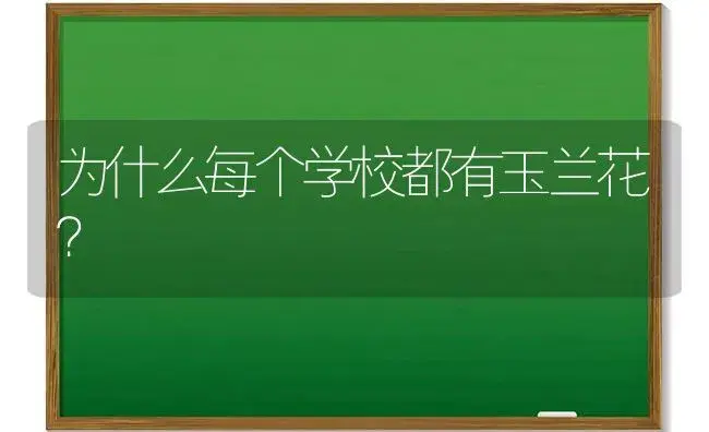 为什么每个学校都有玉兰花？ | 绿植常识