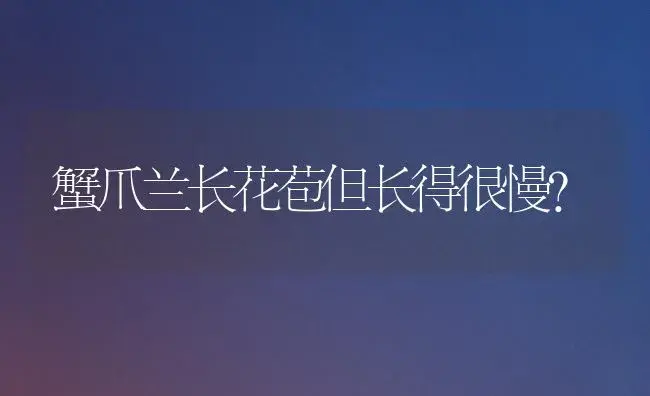 蟹爪兰长花苞但长得很慢？ | 多肉养殖