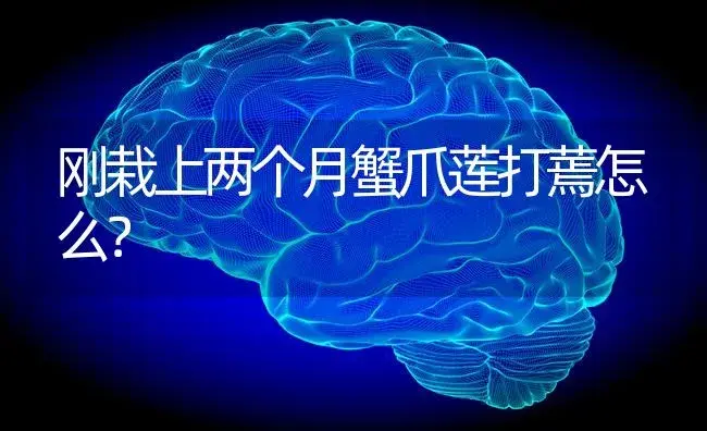 刚栽上两个月蟹爪莲打蔫怎么？ | 多肉养殖