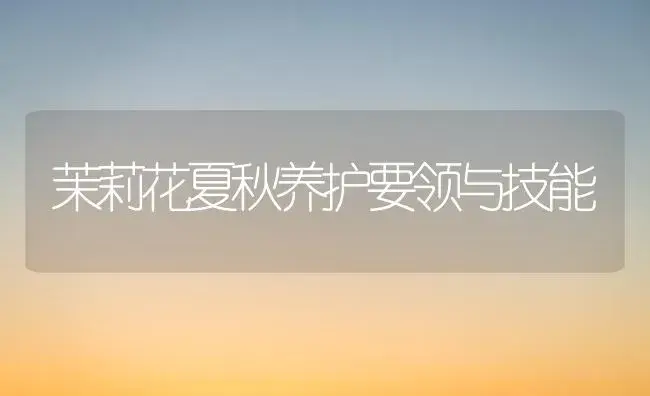 茉莉花夏秋养护要领与技能 | 家庭养花