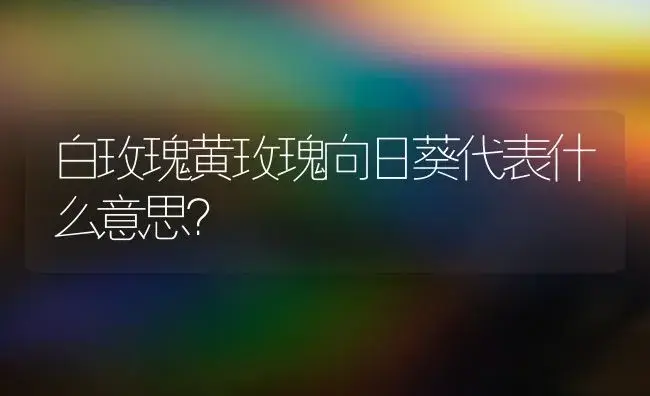 白玫瑰黄玫瑰向日葵代表什么意思？ | 绿植常识